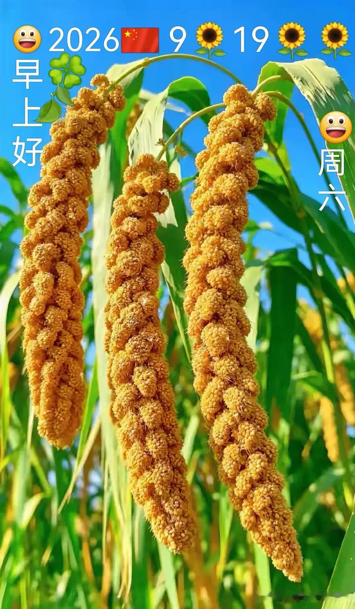 看着谷穗长得长长的像狼尾巴，籽粒饱滿，又是一个丰收年。