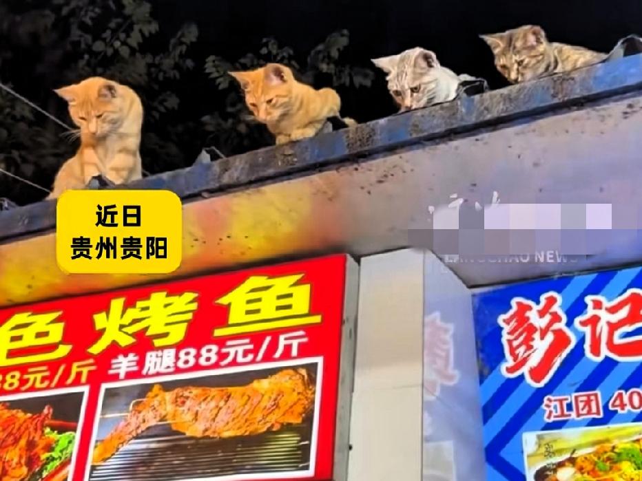 近日贵州贵阳，一烤鱼店老板正在做鱼，突然一抬头，发现4只猫正在房檐上直勾勾地盯着