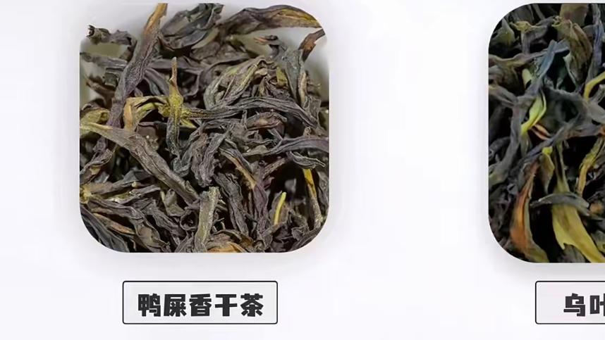 如何避开鸭屎香茶叶的选购陷阱? 附靠谱品牌推荐