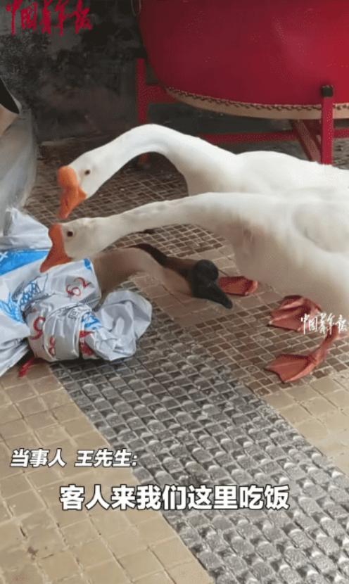 “万物皆有灵！”广东广州，男子带一只灰鹅到饭店吃饭。突然店里两只白鹅围着灰鹅不走