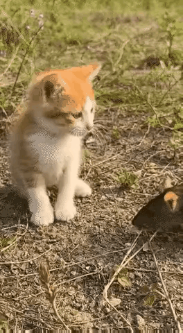 猫：同意！服务太到位了[赞]给你五星好评[赞]