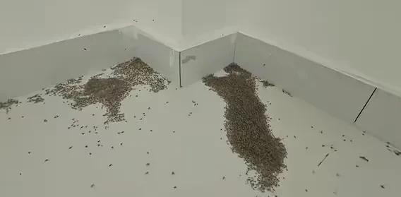 听网友说说河南温度热死了蚊子，并且有配图，给人一种不适的感受，本人不相信，去作了