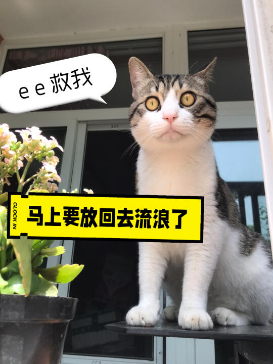 谁能收留小狸猫？马上无处可去，放回原处流浪，急找领养，流浪猫妈妈没有手...