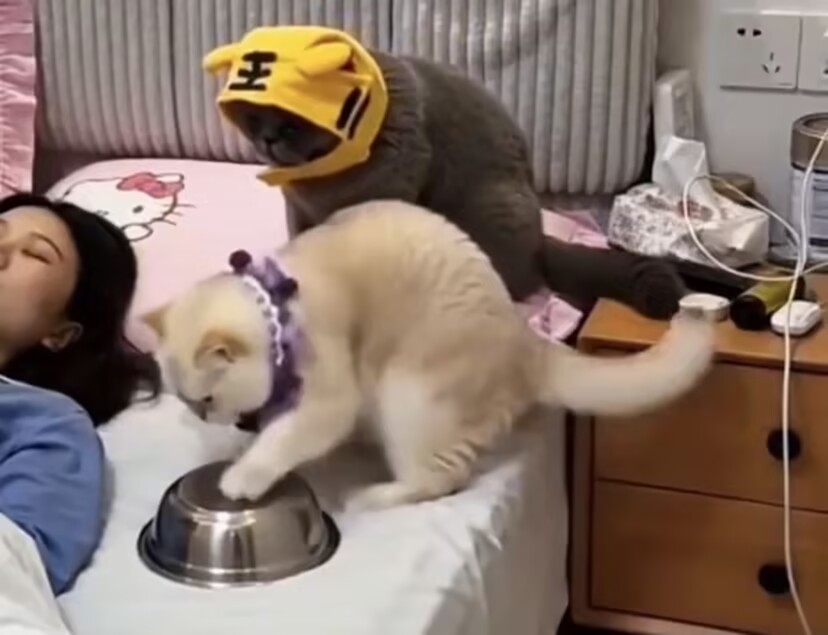 一只猫肚子饿了，竟然会自己拿着碗找铲屎官，甚至还用前爪敲击它的铁碗，就说什么时候可以吃上饭！