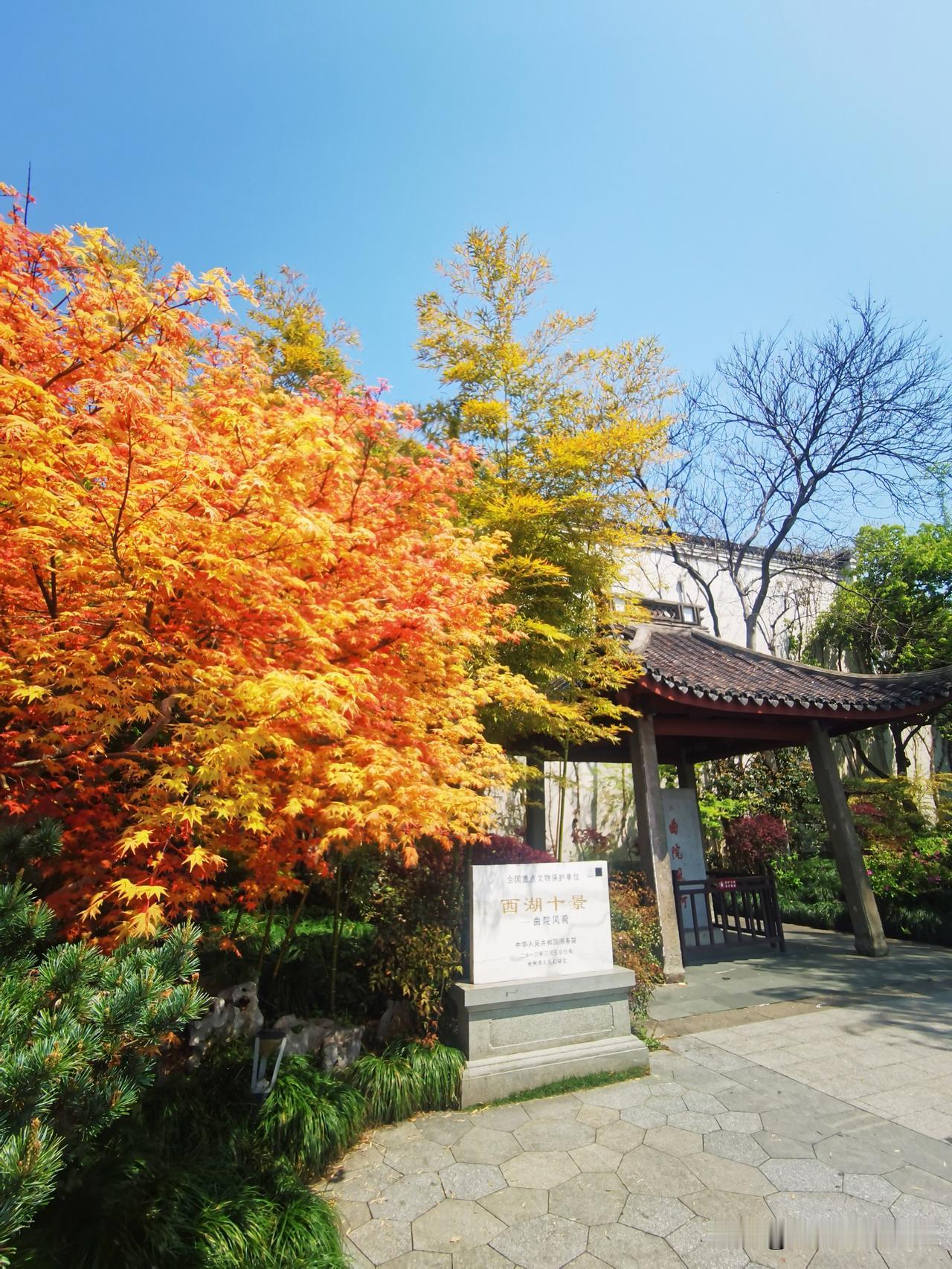 春天的“曲院风荷〞，虽然没有荷花朵朵开的美丽景色，但有景色秀丽的人文景观和美丽动