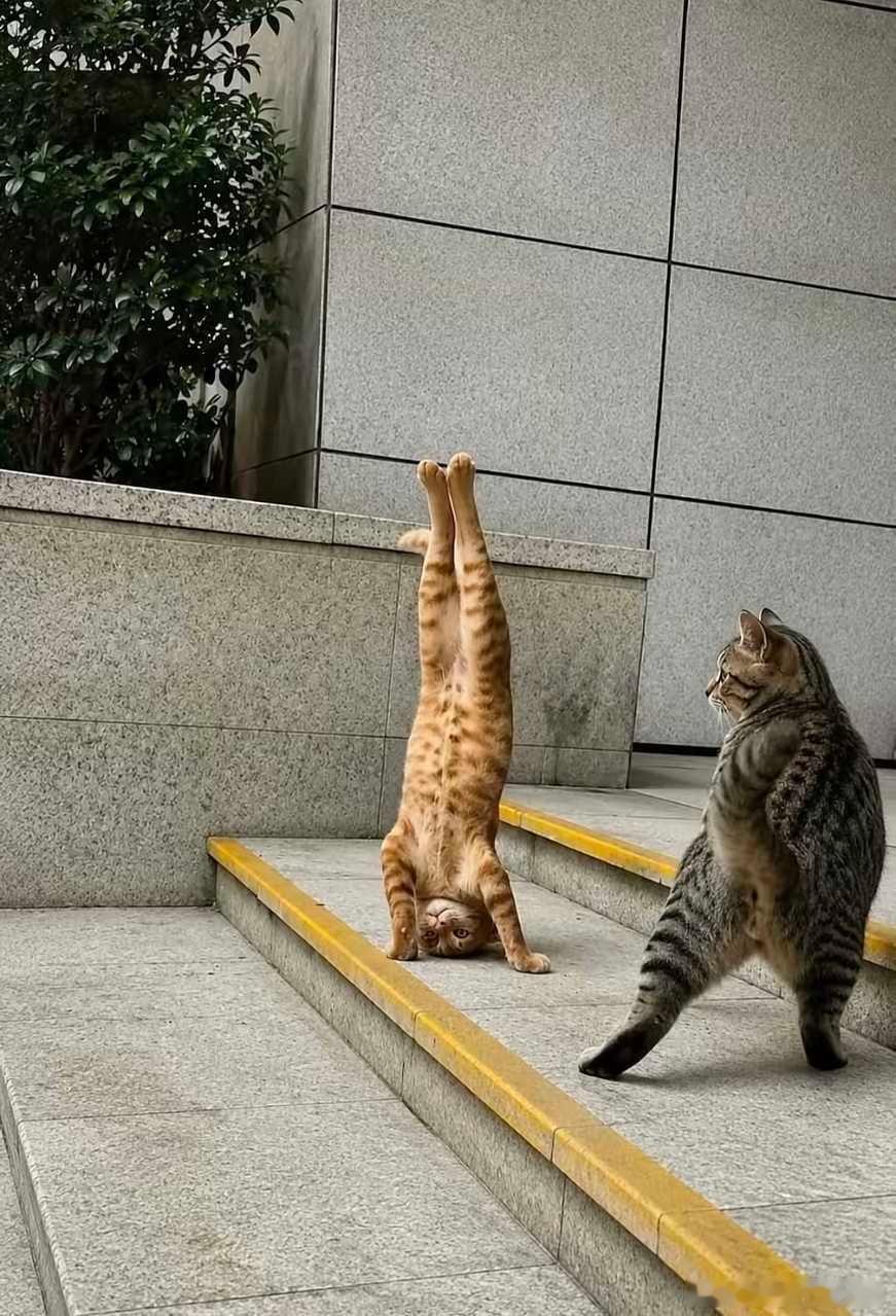 freestyle！