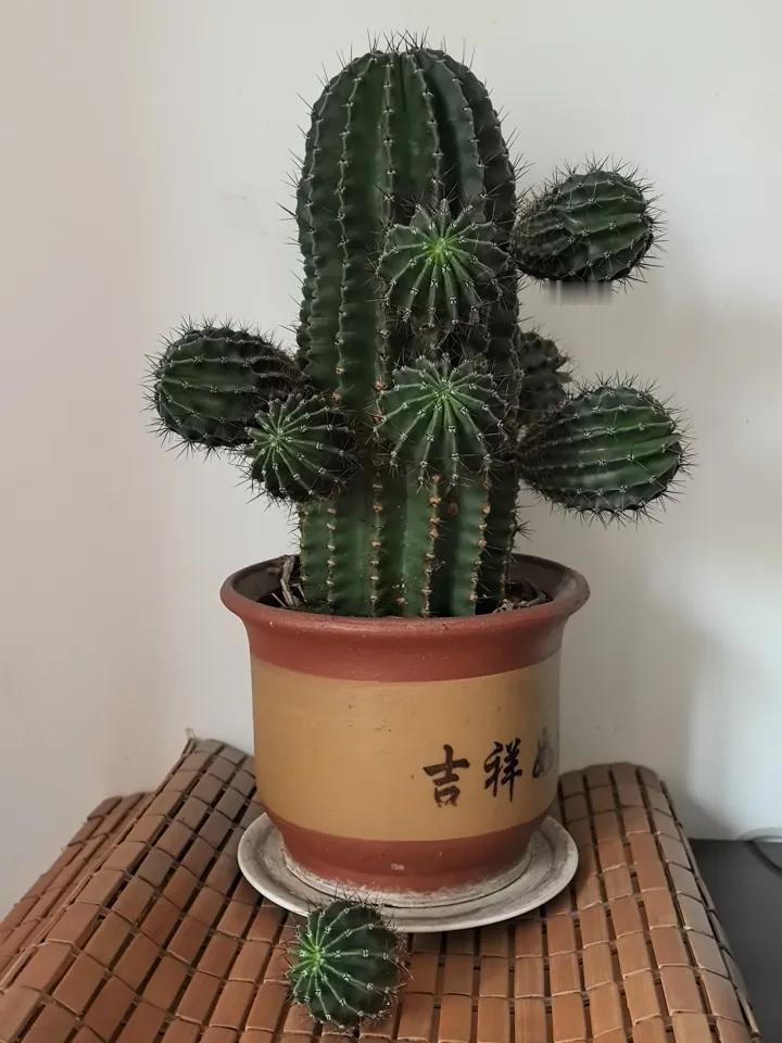 这盆花养了四五年了，一直也没开过。只是生了8个崽，刚刚掉了一个，剩下7个了。还有