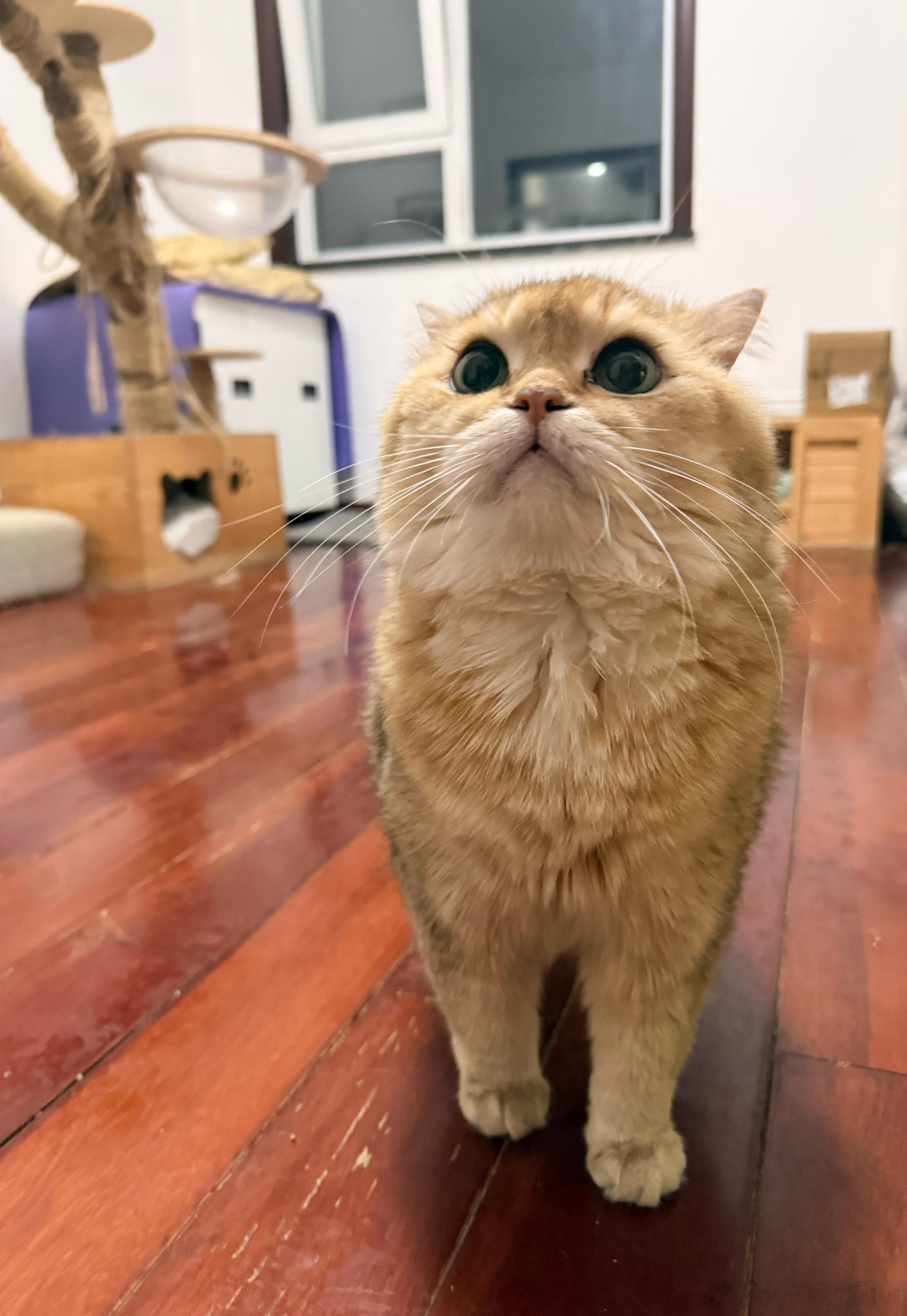 眼神果然不一样萌宠猫咪