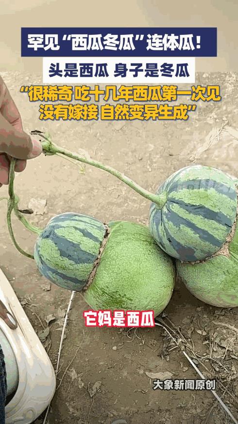 “解释不清了！”9月12日，甘肃平凉，一女子去地里摘西瓜，结果在一根藤上，看到了