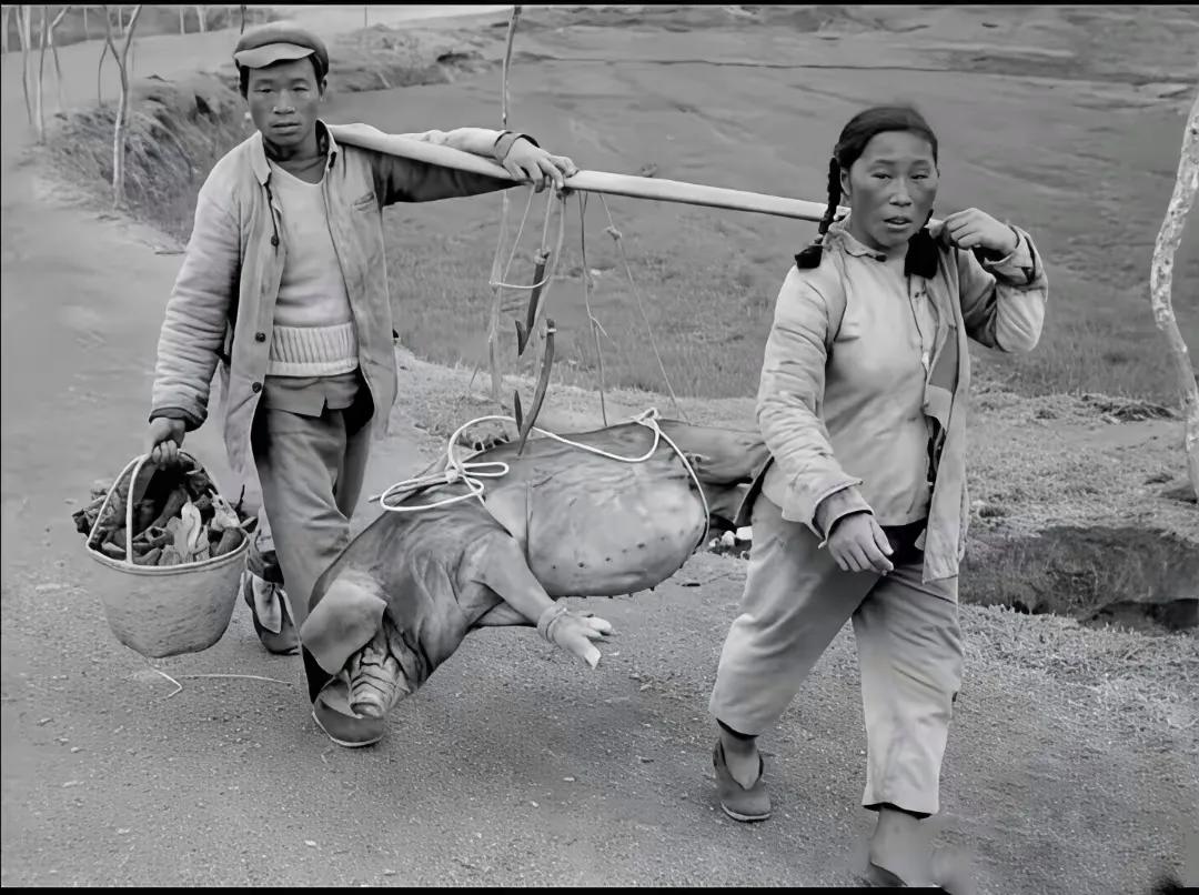 上世纪七十年代，一对农村夫妻抬着自家养的肥猪上交到公社食品站。那个时侯私人喂的猪