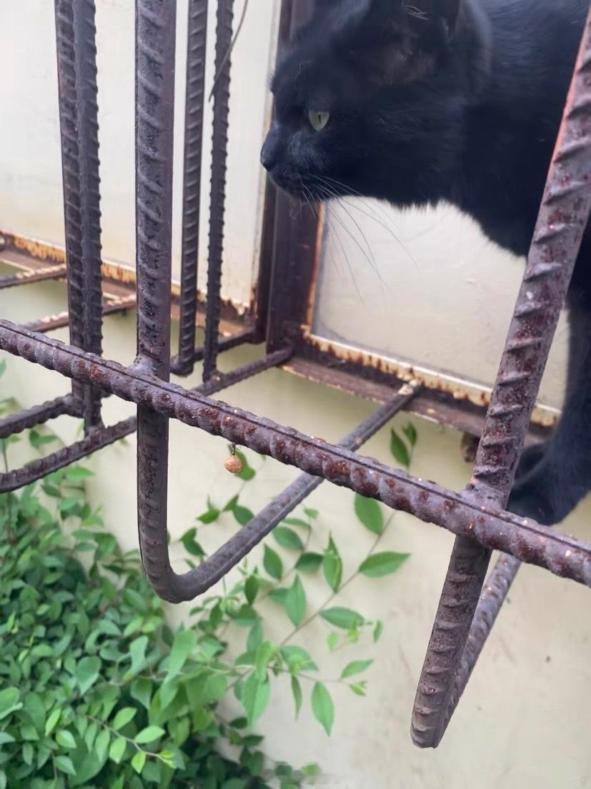 当着小猫的面偷猫粮的蚂蚁​​​