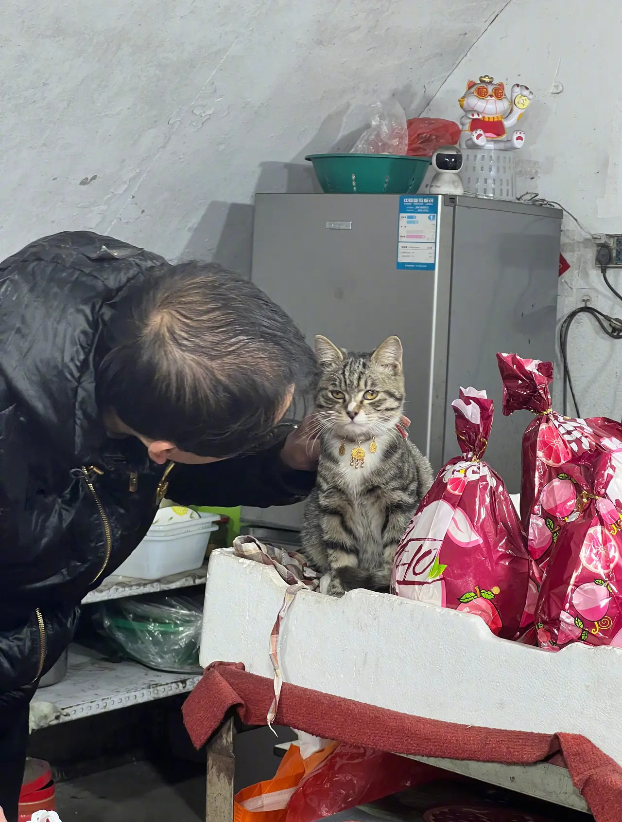 遇到一只好喜欢的小猫，但是有主人了。