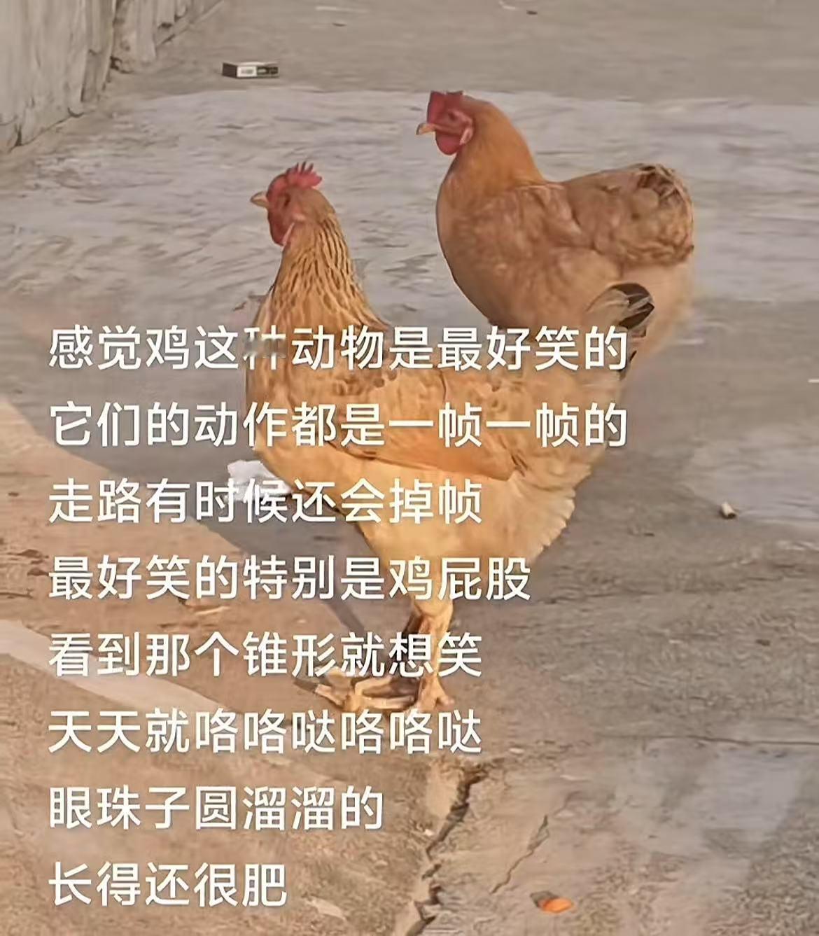 感觉鸡这种动物是最好笑的