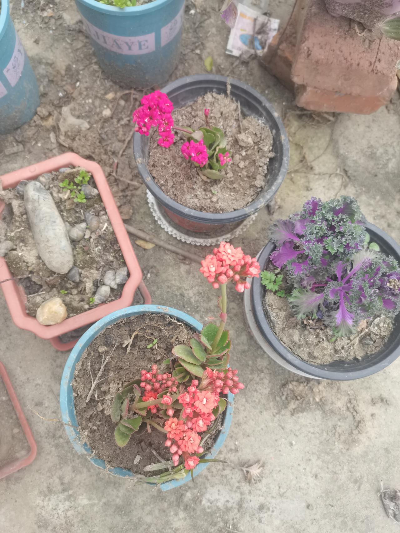 才扦插的长寿花开了，没有了当初养花的狂热，渐渐冷却的是一份平淡