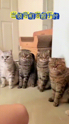 猫界“朝会”名场面！主子挨个握手，猫咪表情像极了不同级别打工人主人在家整活