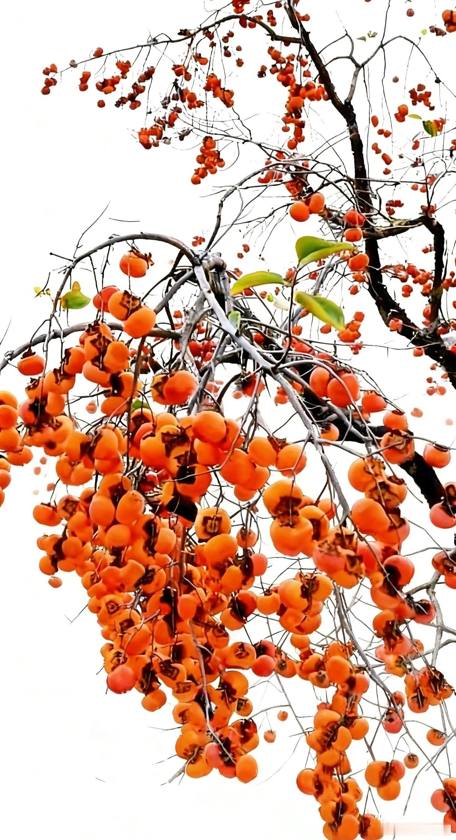 刘震云说：“越是学历低的人，越适合做老板；越是学历高的，越适合打工；因为学的越多