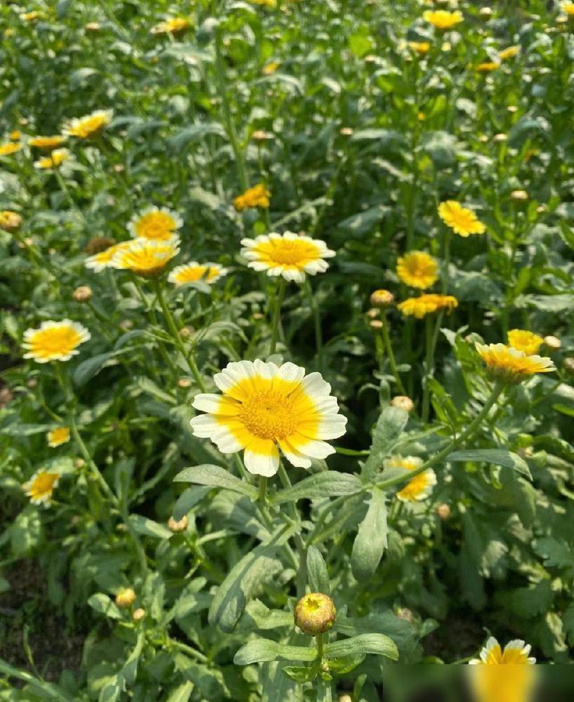 你敢信？娘家妈带娃塞两万都心虚，婆家免费带娃却天天挑刺！上周跟女同事撸串，她