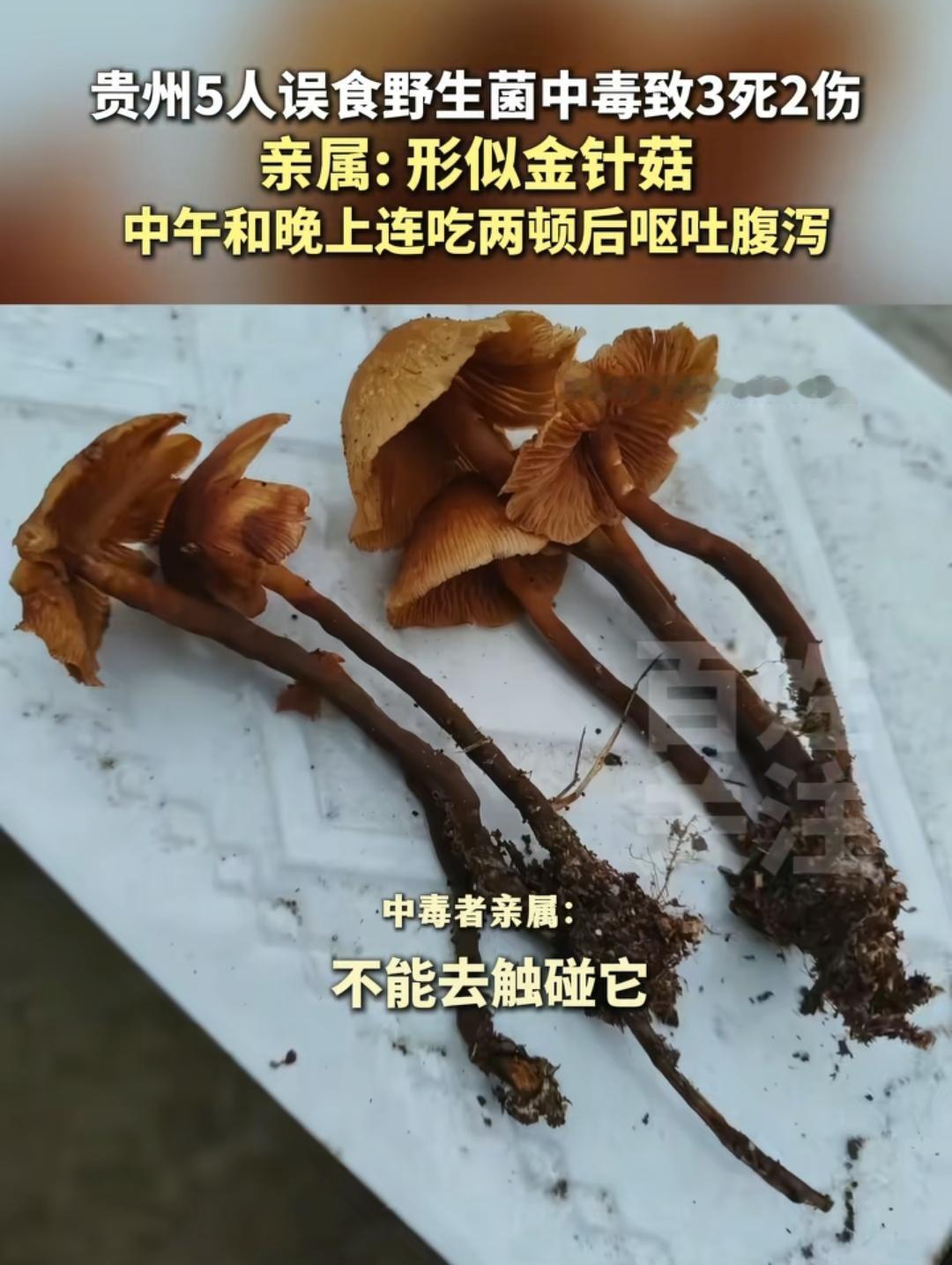 贵州毕节，致3人中毒死亡的，是这种叫条盖盔孢伞的菇，剧毒，他们还以为吃的是无毒的