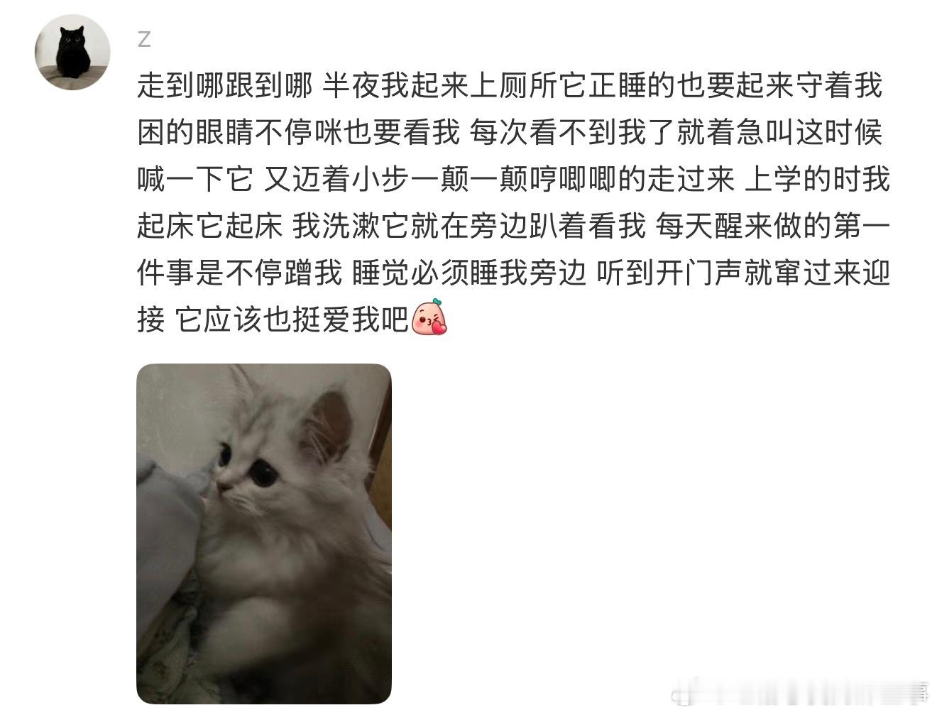 小猫咪能感受到自己被爱着吗？
