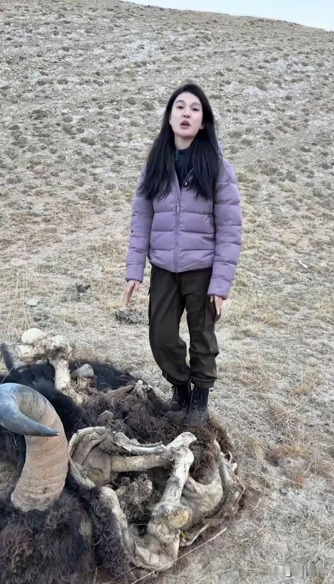 漂亮女孩在旅游的途中，发现了死去的野生牦牛，实事求是说，这头野生牦牛的牛犄角真漂