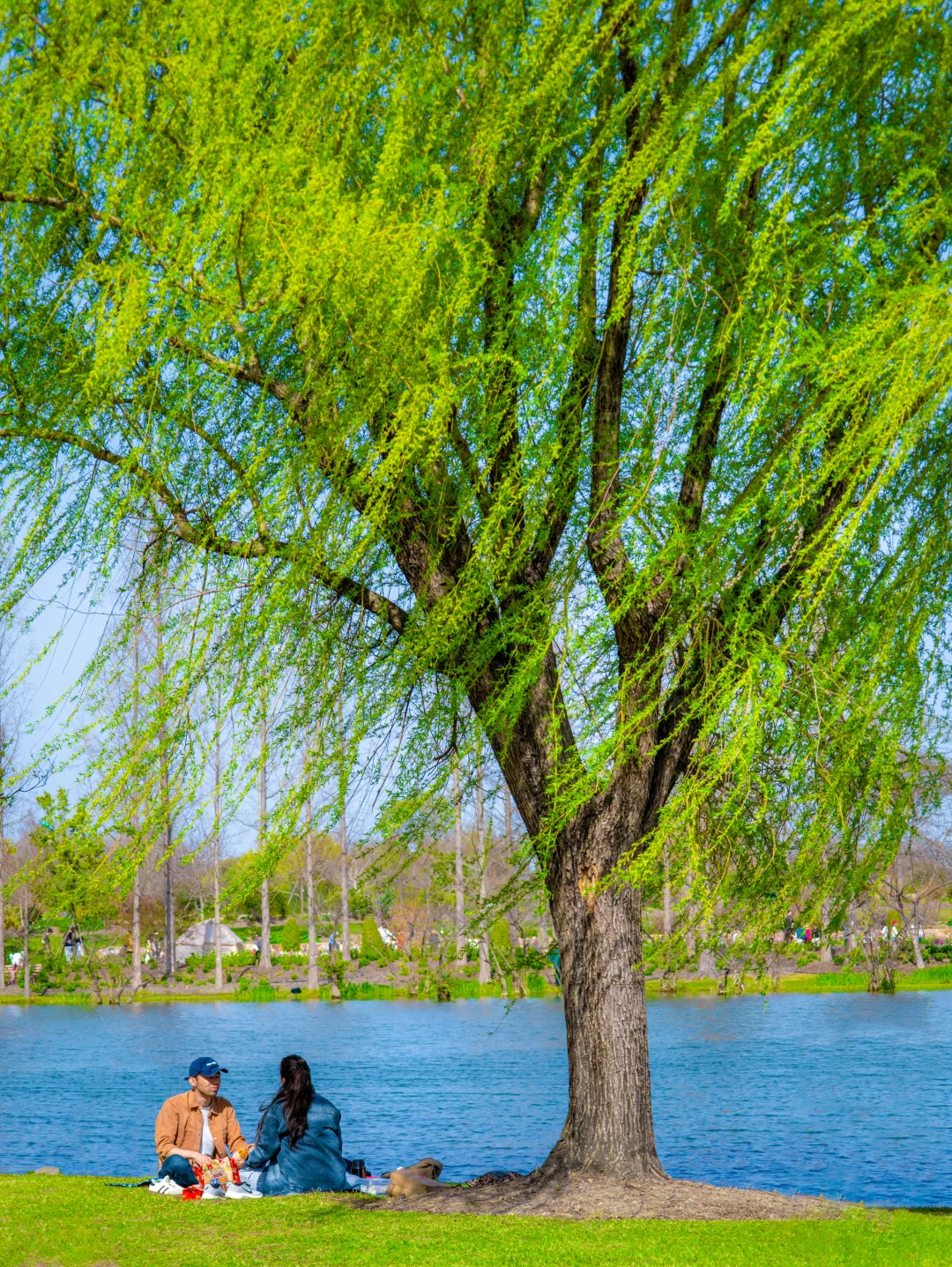 上海佘山，就是一个巨大的绿色能量场🌿