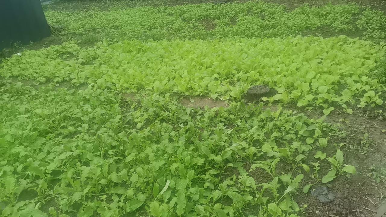 最近，一位城里退休大叔火了。退休后他没留在城里，直接跑到农村买地盖房，种菜养鸡，