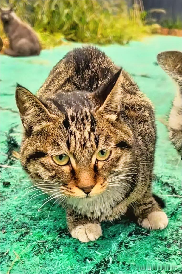 被弃养的狸花猫“小咪”患上抑郁症：它的重生，是对“负责”二字有力呐喊！你能想