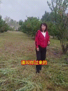哎，青岛又上分了。5月11日，青岛两名女子开着车，跑到乡下果园偷樱桃，摘了满满