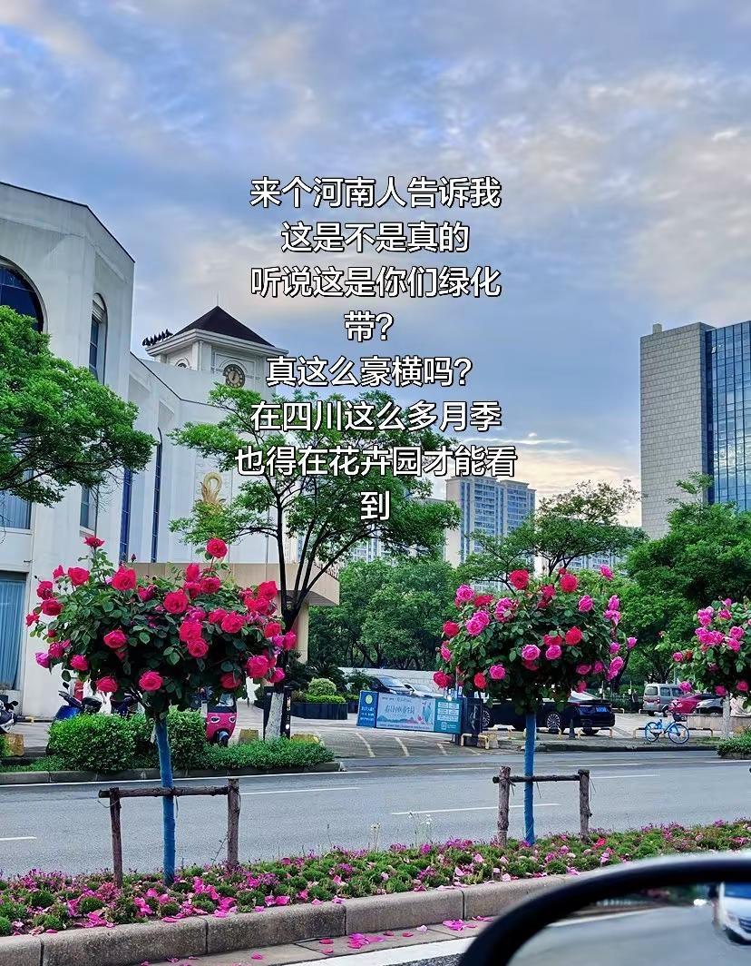来个河南人告诉我，这绿化带是认真的的吗？河南人藏不住的浪漫绿化带界的卷王河南