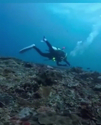 遗憾！30岁女子海底87米寻设备遇险身亡！五一期间，在印尼潜水时，中国女子张晓涵