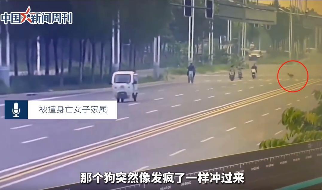2025年7月，河北邯郸女子张女士骑行上班途中，被村民石某某未拴绳的大型格力犬突
