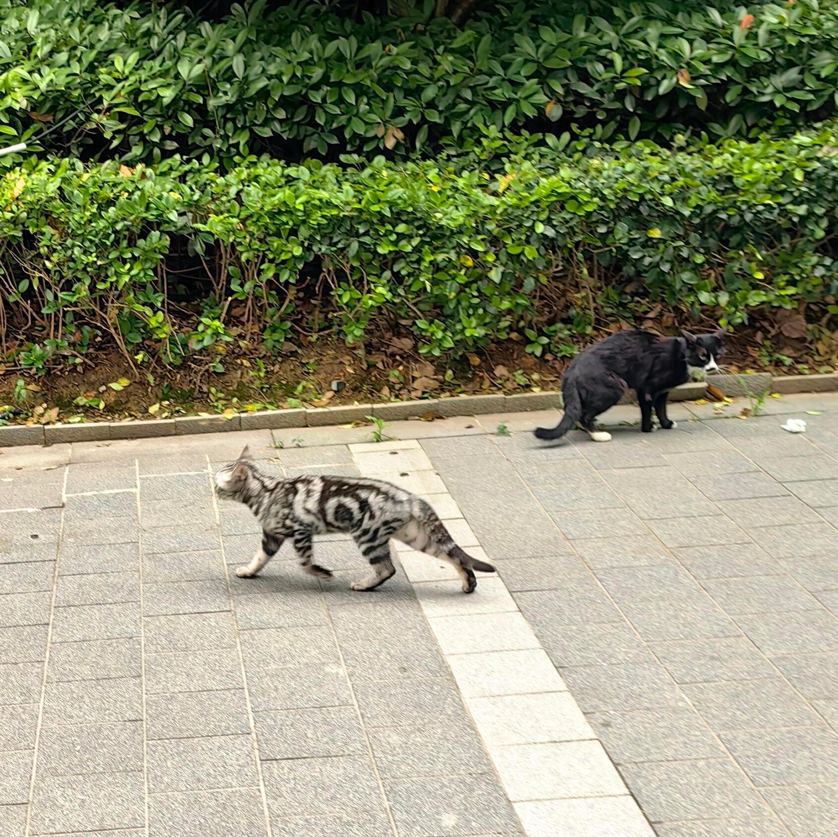 猫咪的纹身是狗脸​​​