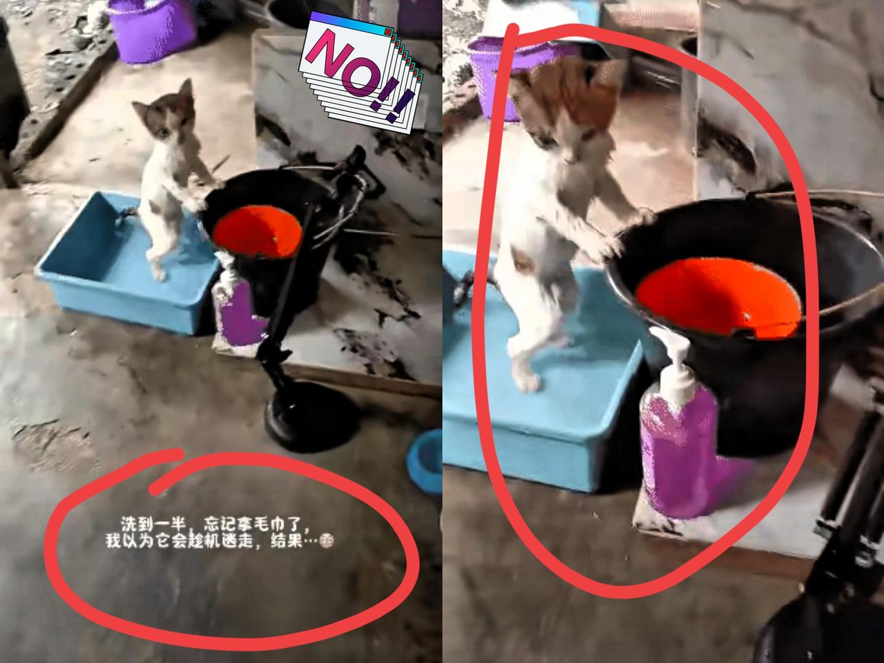 太乖了!女子在路边遇到一只流浪小猫咪,见猫咪太可怜,就动了要收养它的心思,把它带