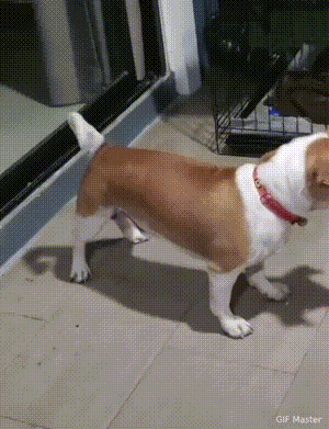 笑不活了家人们！河北一只狗狗最近火出圈，只因它把男主人醉酒的模样模仿得惟妙惟肖，