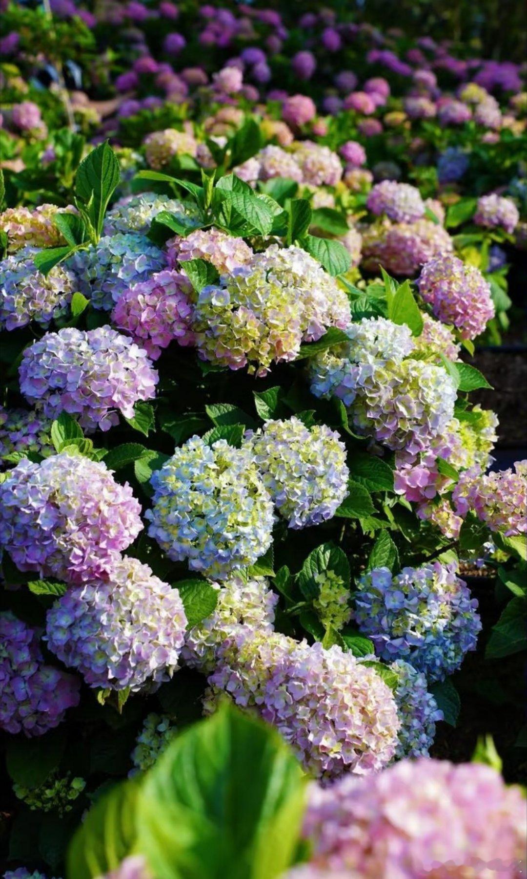 绣球花种植方法一、腐殖土壤绣球花在腐殖土壤上生长最佳，需要选取3:3:2:2配制