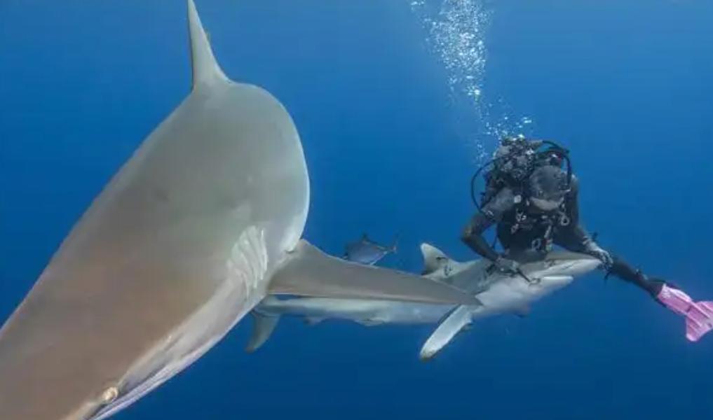 1996年，一起被称为“人与鲨鱼之间最不可思议互动”的真实事件，在全球潜水圈内悄