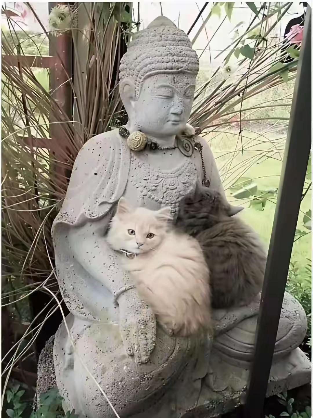 这天，一位阿姨去公园散步，当她走到一个佛像附近的时候看到了令人泪目的一幕，两只流