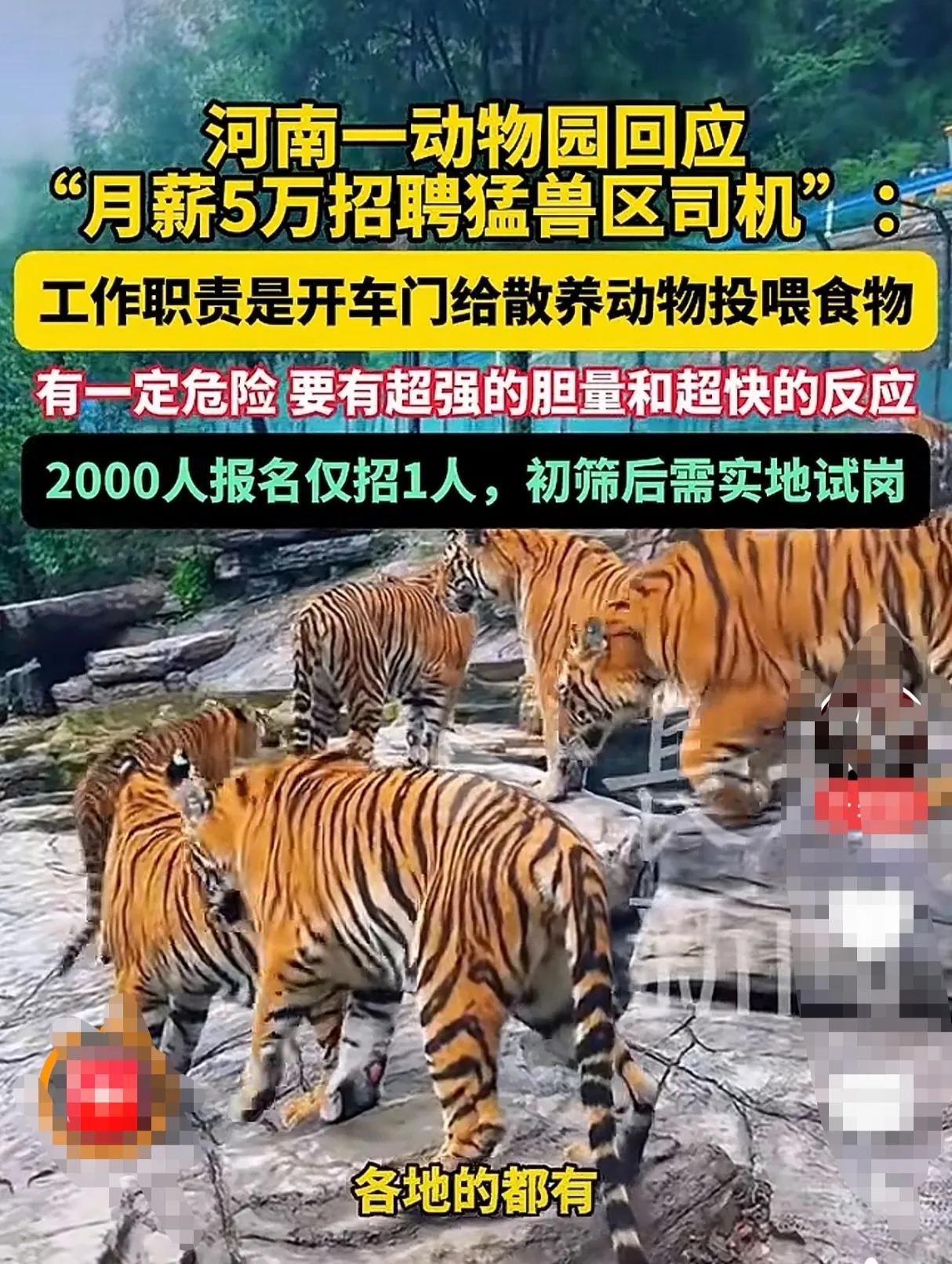 我惊了！河南一动物园高薪聘请猛兽区司机不是因为危险，也不是因为高薪，而是因为