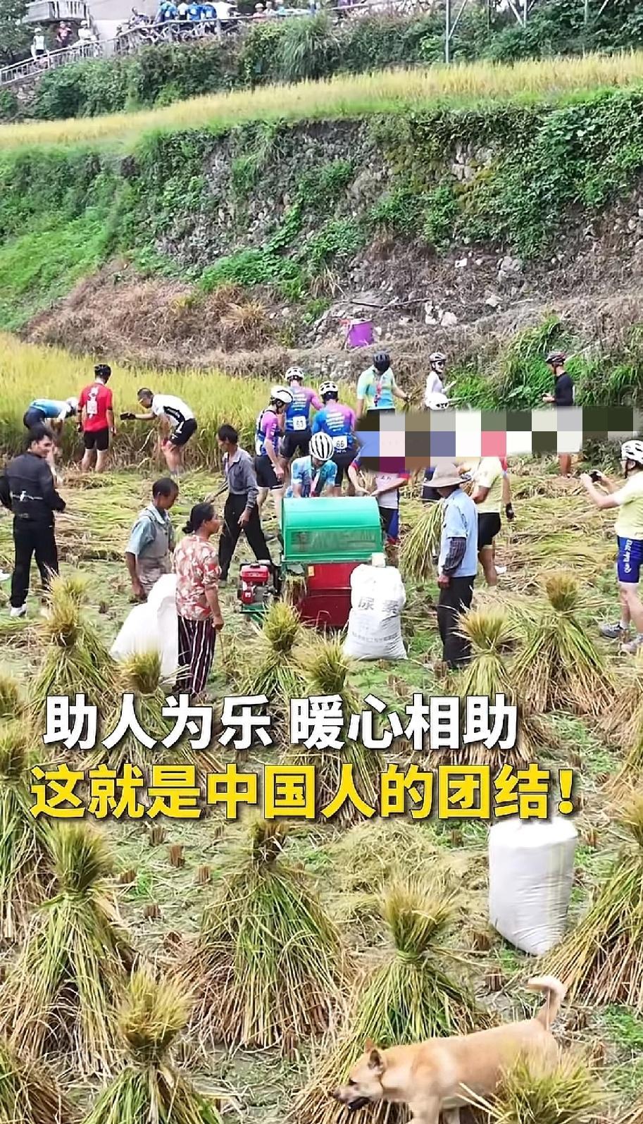 “太暖心了！”贵州麻江一群骑友比完赛后，结果看到村民正在收稻谷，然而这群骑友们竟