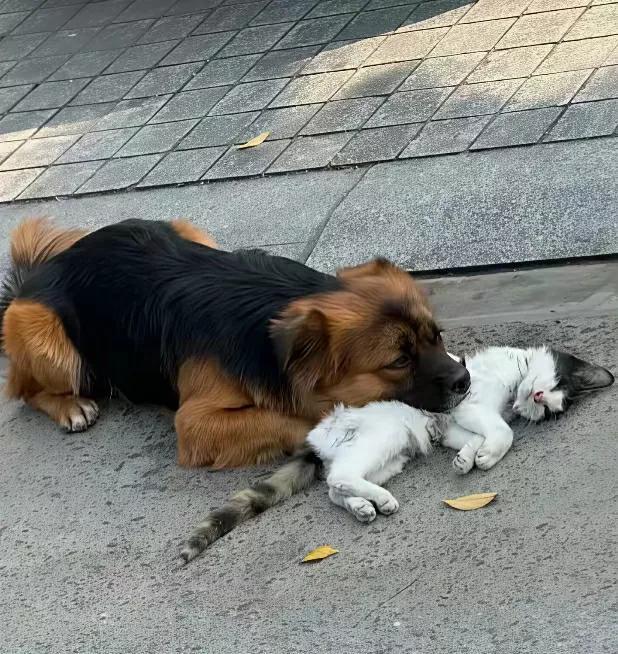 狗狗和猫咪原来就有一个共同的主人，在一个家庭生活。半年前不知道什么原因，主人遗弃