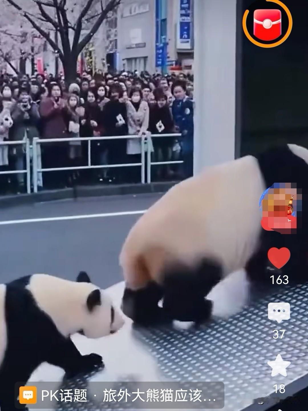 限1分钟！10万日本人扎堆送熊猫，前议员支招请愿留国日本最后两只大熊猫25