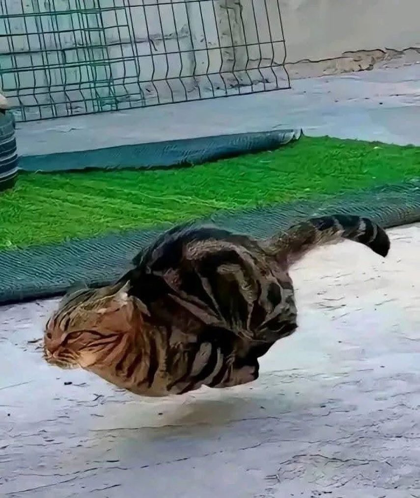物种大发现，浮空猫​​​