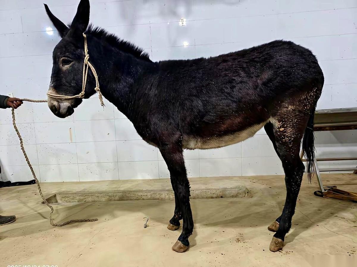 我今天才想明白一个特残酷的事儿。一个物种，想在地球上活下去，最好的办法是啥？