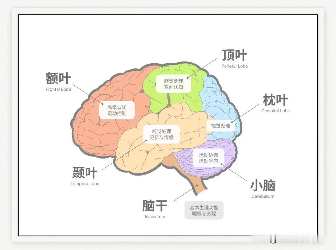 80%抽动症不用过度治疗！这种养脑食物，被称作前额叶修复剂，很多家长还不知道