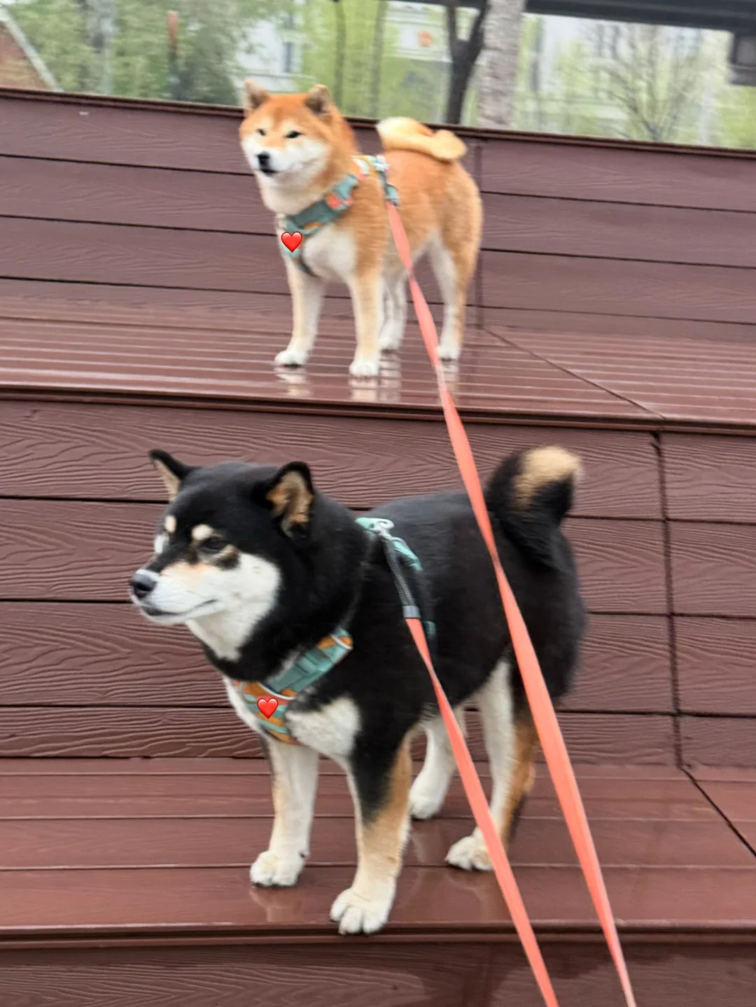 下雨了我们三就这么站着