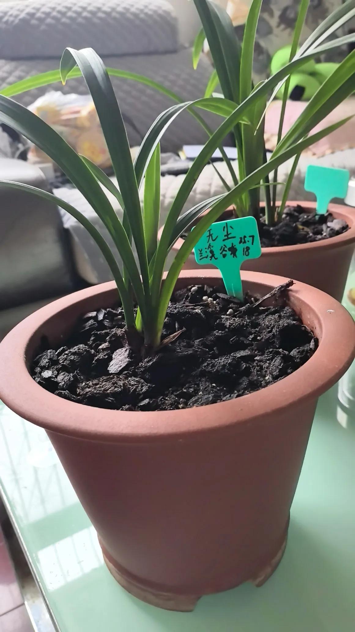 养兰日记/新手避坑，货不对版，带花买最好。去年陆续入手了几盆兰花，大国魂、无尘