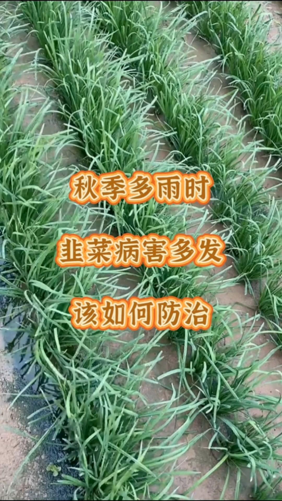 秋季多雨，韭菜灰霉病、枯萎病、软腐病等病害易找上门。做好这几点，轻松防治。控