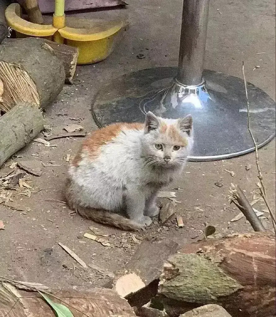 以为它是流浪猫，可它已经不是了，它被一个收废品的人收养了，虽然没有别的宠物猫那么