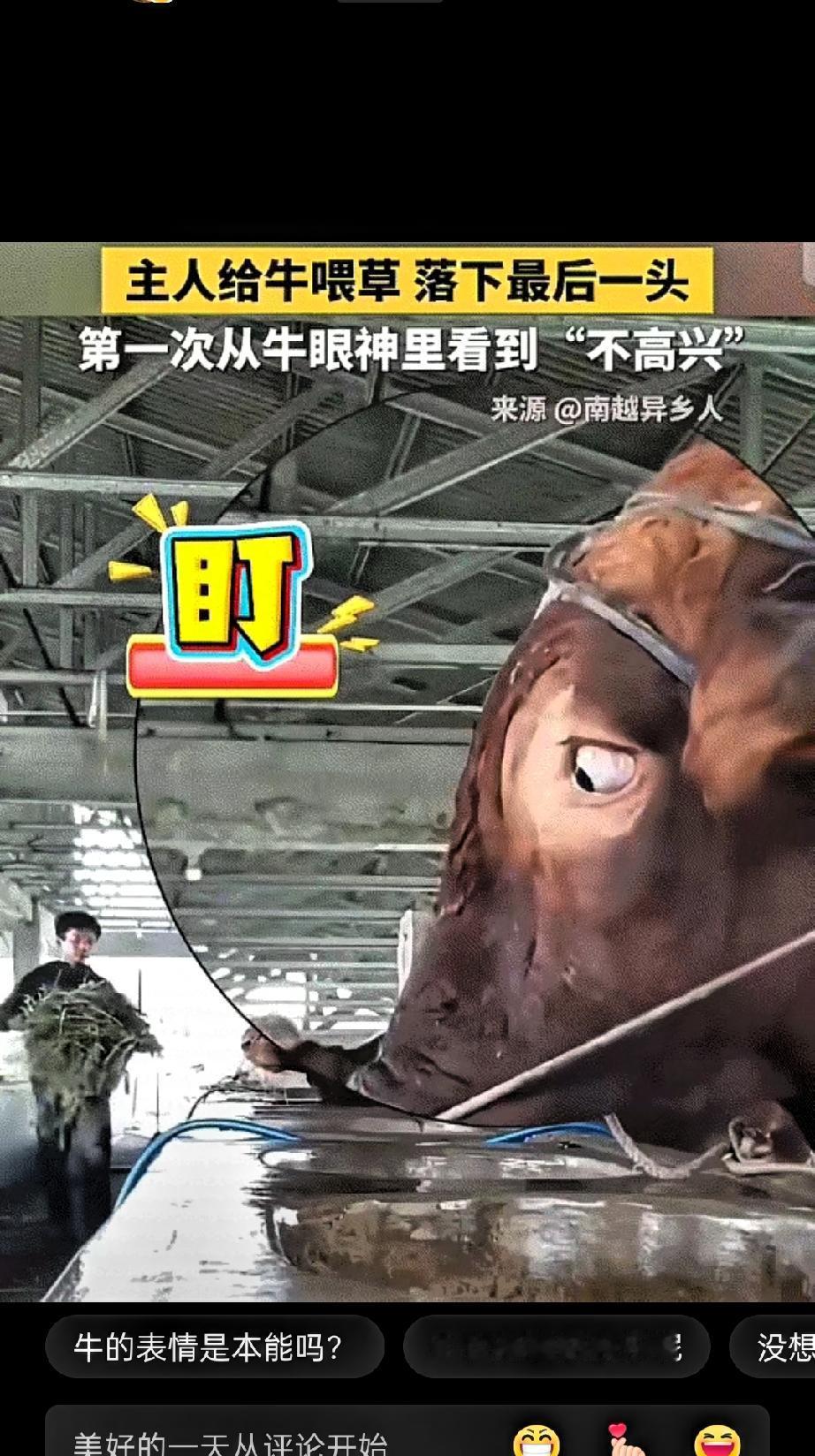 彻底解释不清了！近日，中国日报、新华社转发了一个视频。画面中，主人把一头牛给喂