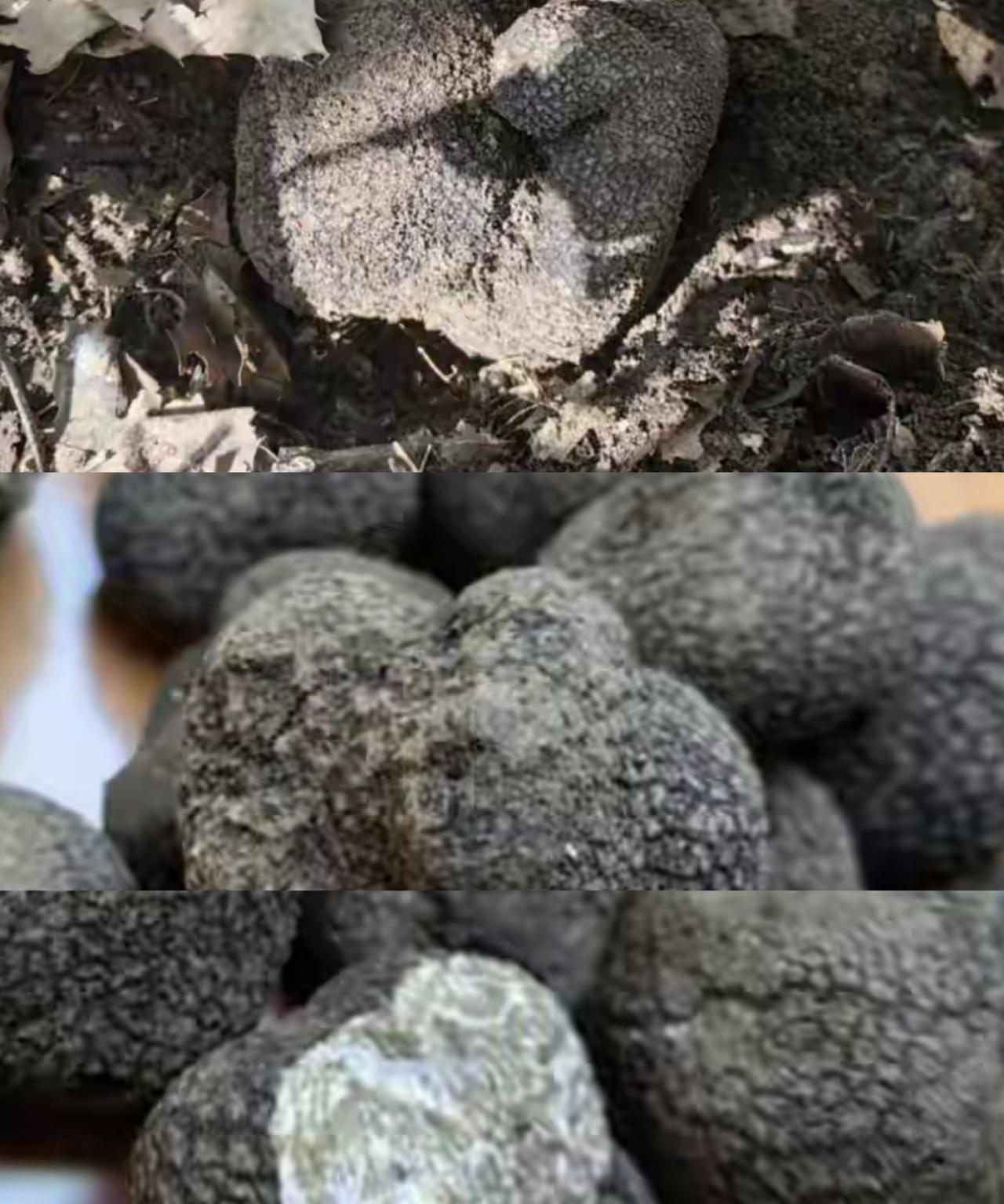 一个北京游客去新疆奇台江布拉克牧村旅居，她昨天发朋友圈：这是东天山松树林里的至宝